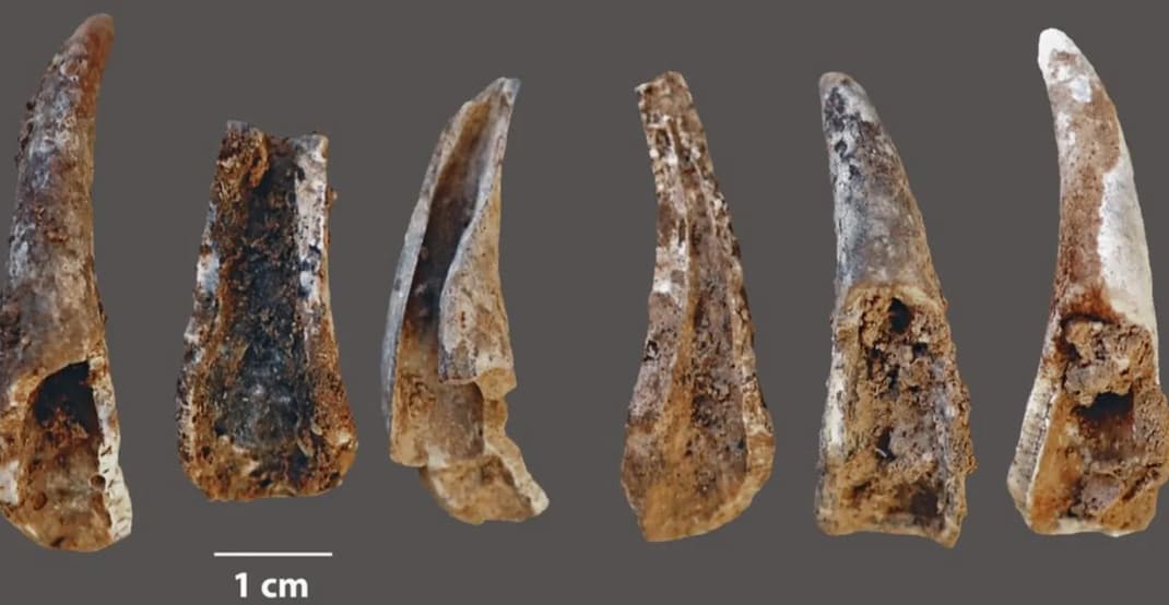 neanderthalensis diet - 1 cm